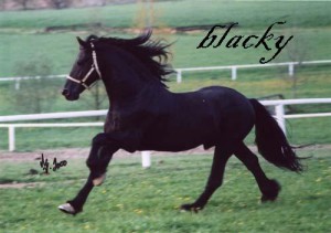 blacky.jpg