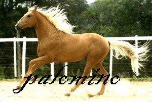 palomino.jpg