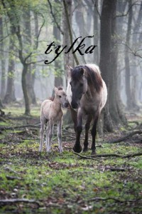 tylka.jpg
